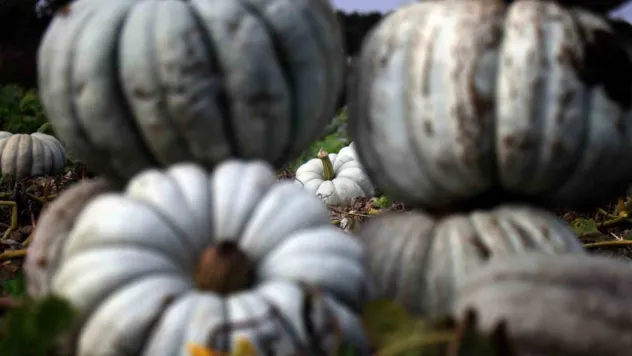 Sakarya'da 'Beyaz Elmas' tarlalarda parlamaya başladı