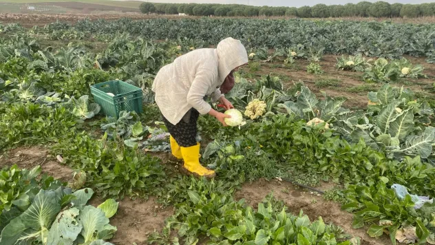 Silivri TÜRAM'da Kışlık Sebze hasadı devam ediyor