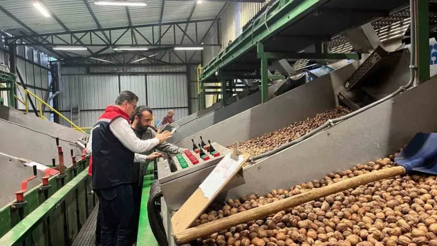 Tekirdağ'da ceviz ekim alanları genişliyor