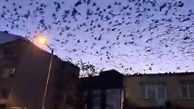 Tekirdağ'da gökyüzünü kaplayan kuşlar görsel şölen oluşturdu
