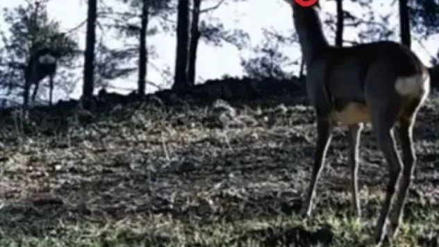 Tekirdağ'da tek boynuzlu karaca görüldü