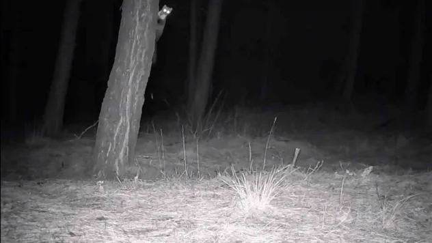 Tekirdağ'da yaban hayatı fotokapanlarla görüntülendi