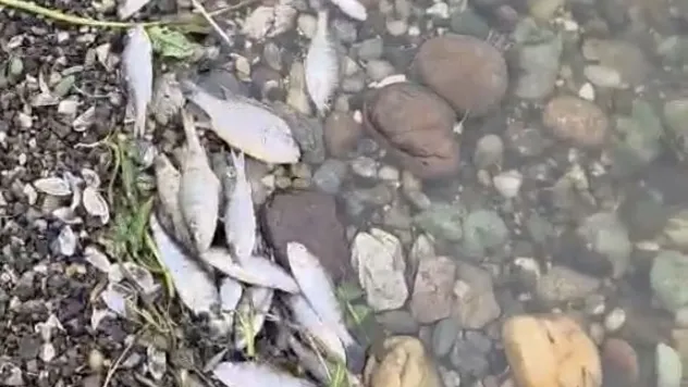 Tekirdağ Malkara'da barajda balık ölümleri tedirgin etti