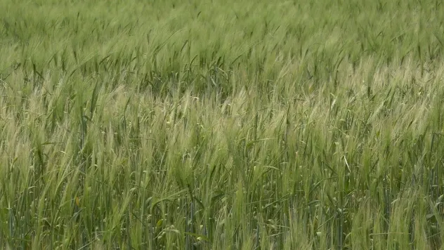 Trakyalı çiftçilerin umutlu bekleyişi