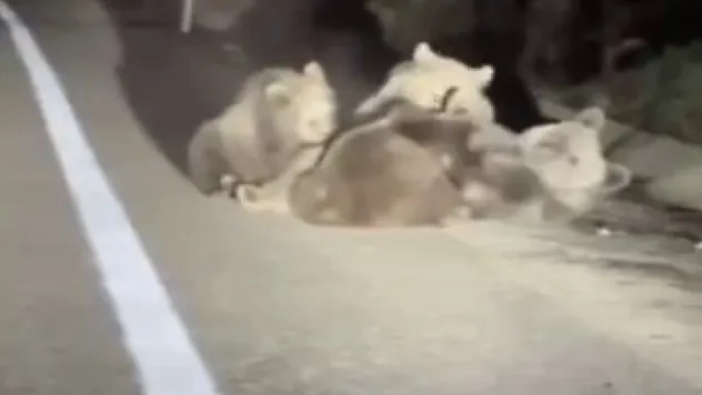 Uludağ'da vahşi doğanın en tatlı anı... Anne ayı yavrularını emzirirken görüntülendi