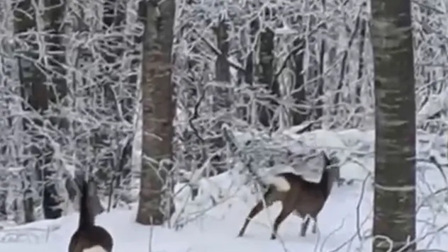 Yaban hayvanları için dağa çıktı, iki geyikle karşılaştı