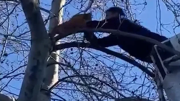 Yalova'da ağaçta mahsur kalan kediyi itfaiye kurtardı