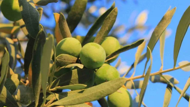Zeytin alırken nelere dikkat etmeli Oleolog Kıvrak açıkladı