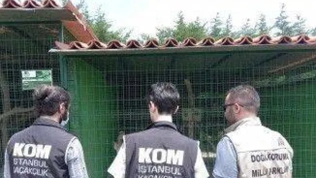 Dev çiftlikte nesli tükenmekte olan hayvan baskını