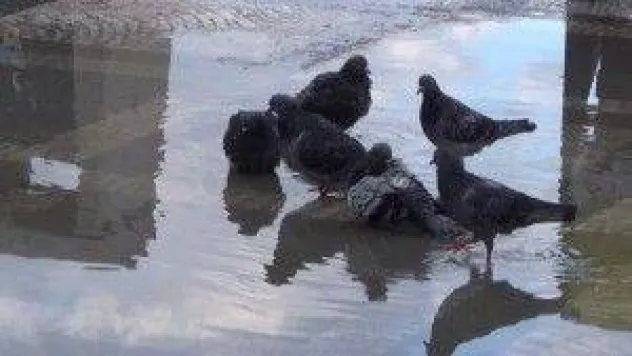 Silivri sahilinde, güvercinlerin banyo keyfi