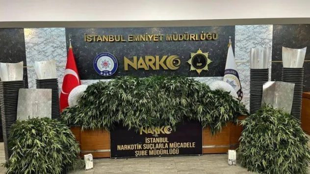 Kiralık çiftlikte 491 kök Hint keneviri ele geçirildi