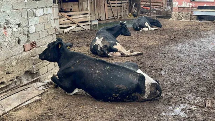 '8 buzağımızı şapa verdik'