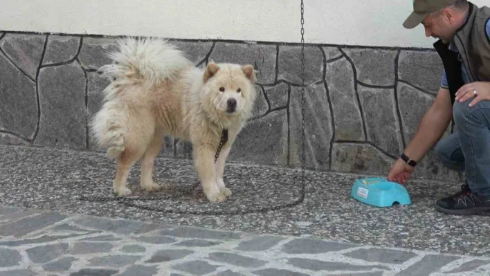 'Mike', minnet borcunu kurtarıcılarının bekçi köpekliğini yaparak ödüyor