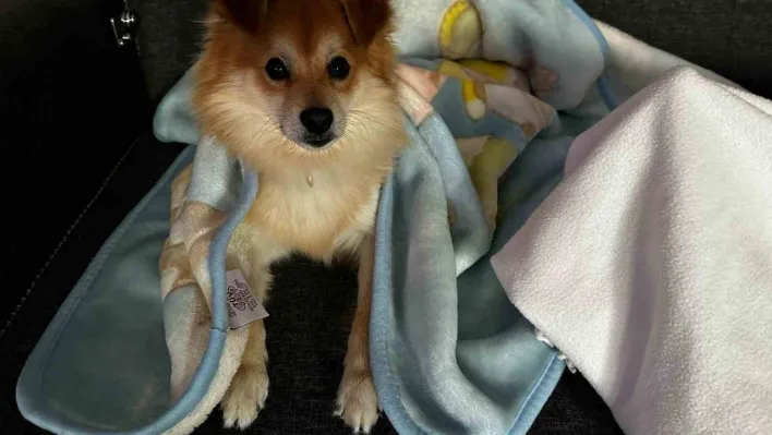 'Pablo'yu bulana 50 bin lira ödül verecekler