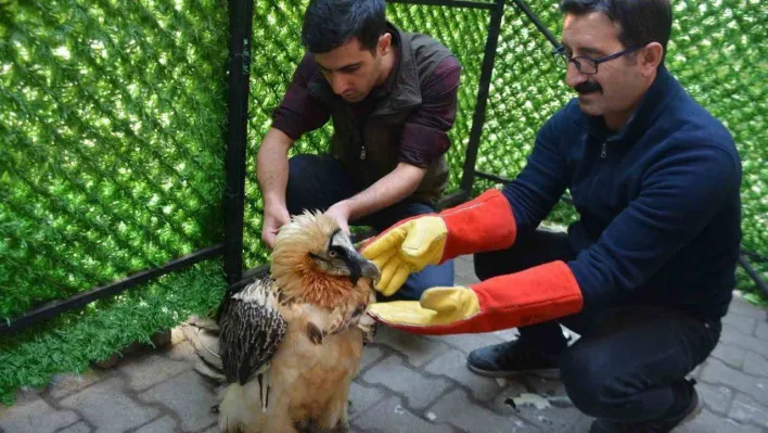 'Tehlikedeki türler' kategorisindeki sakallı akbabaya özel tedavi