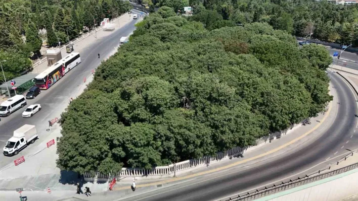 148 sene öncenin Ömer Halis Demir'i: Çerkes Hasan Efendi'nin mezarına büyük vefasızlık