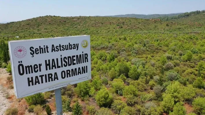 15 Temmuz Şehitleri ve Demokrasi Hatıra Ormanları'nda bugüne kadar 300 bin fidan toprakla buluşturuldu