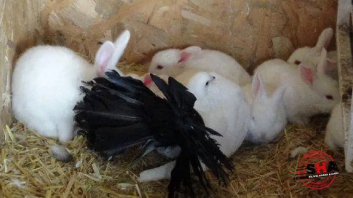 Tavşan yavrularına güvercin annelik yapıyor