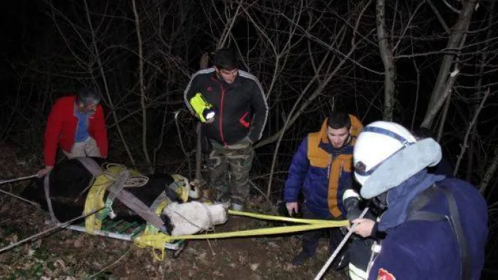 70 metrelik uçuruma yuvarlanan buzağı 4 saatte kurtarıldı