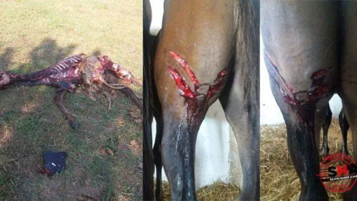 Kurtlar köye indi Milyonluk atlar telef oldu