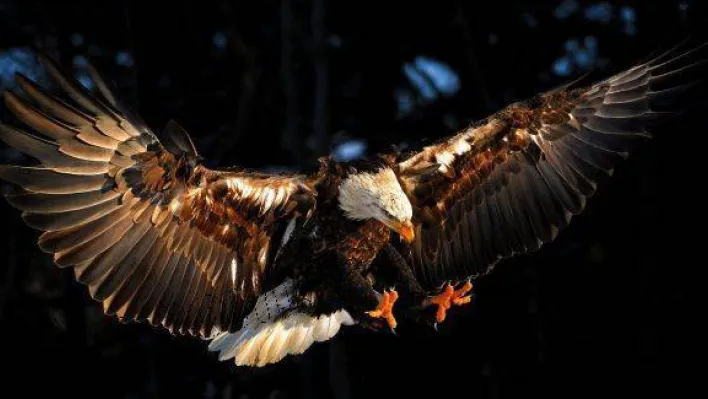 Ya ölüm ya da doğuş