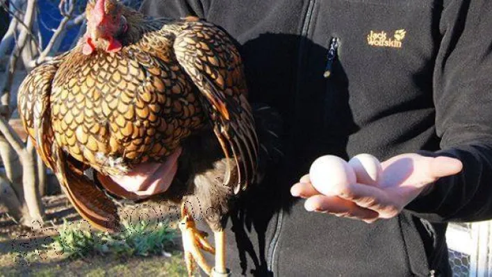 Bu tavukların tanesi 2 bin, yumurtası 40 lira