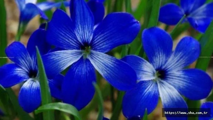 Bir milyon hayvan ve bitki tehdit altında