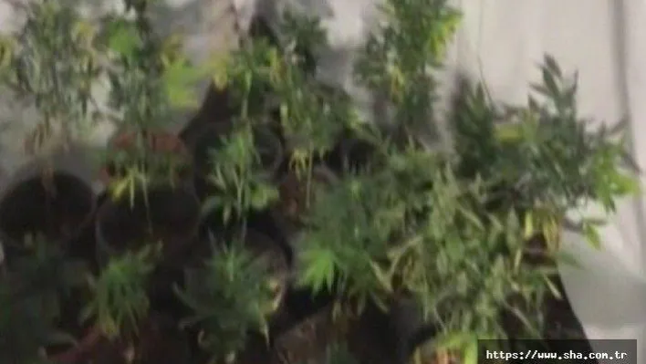 Kurfallı'da 85 kök kenevir ele geçirildi