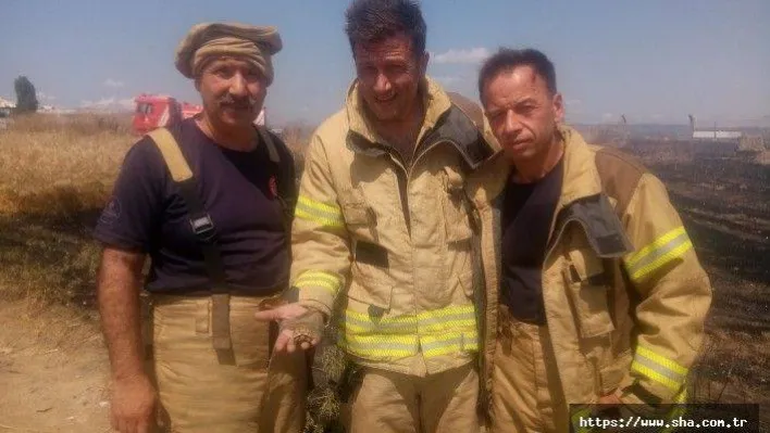 Alevlerin arasında kalan yavru kaplumbağayı itfaiye kurtardı