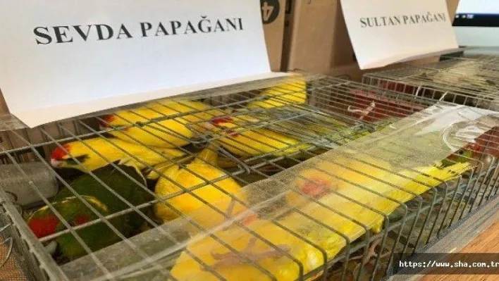 Kaçak papağan operasyonu: 45 papağana el konuldu