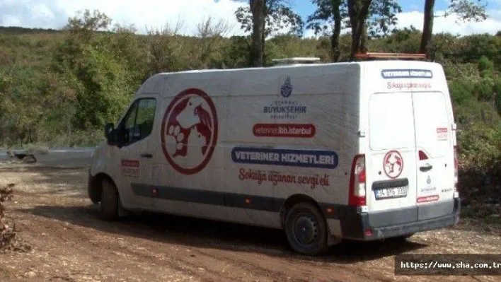 Ormana bırakılmak üzere toplanan köpeklerin yardımına hayvanseverler yetişti