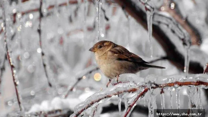 MeteoroloJİden,yağmur fırtına ve don uyarısı!