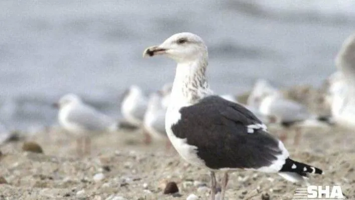 Aç kalan martılar sokaklara akın etti