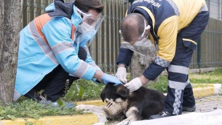 Beşiktaş Belediyesi 'Mobivet' ile sokak hayvanlarını yalnız bırakmadıklarını duyurdu