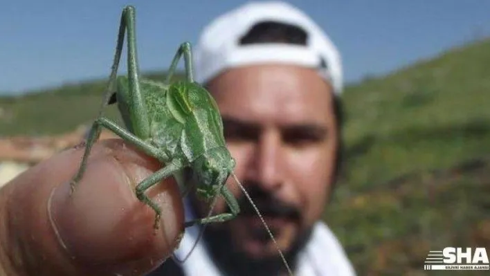 Bilim insanları uyarıyor: 'Böcek istilasına uğrayabiliriz'
