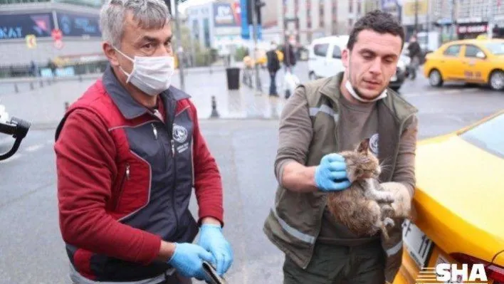 Gaziosmanpaşa'da taksinin altında sıkışan kediyi belediye ekipleri kurtardı