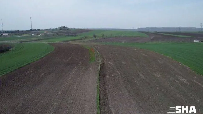İBB desteği kesince İstanbul'da lale üretimi durdu