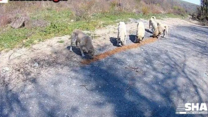 (Özel) İstanbul'da duyarlı gençler ormandaki sokak hayvanlarını besledi