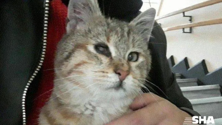 (Özel)İtalyan astrofizikçi korona günlerinde kaybolan kedisini arıyor