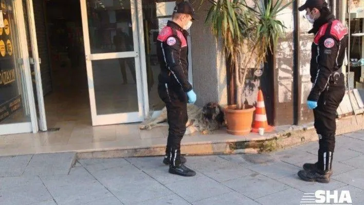 (Özel) Polis, aç kalan sokak hayvanlarını elleriyle besledi