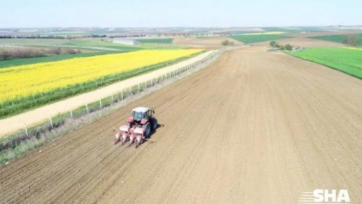 Silivri Belediyesi 55 Dönüm Yağlık Ayçiçeği Ekti