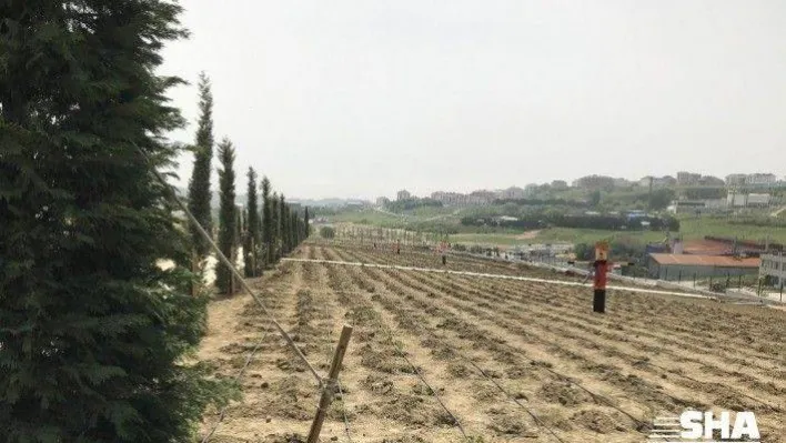 Beylikdüzü'nde 20 bin dönümlük organik tarım alanı oluşturuldu