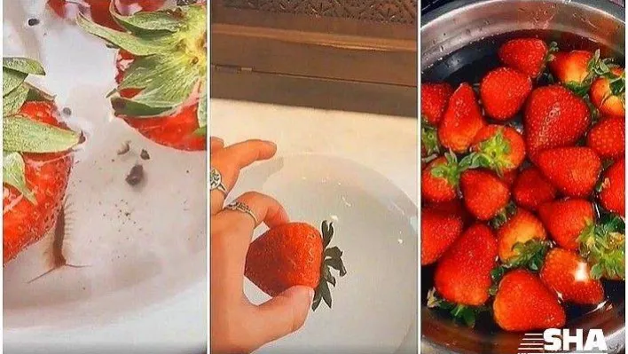 Çilek'te kurtçukların çıkması normal mi?