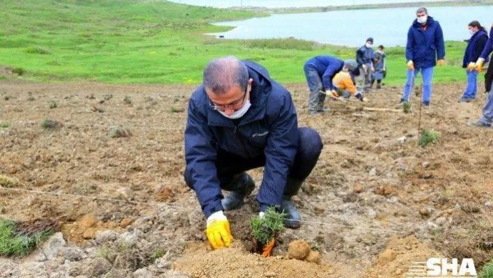 Eyüpsultan lavanta cenneti oluyor