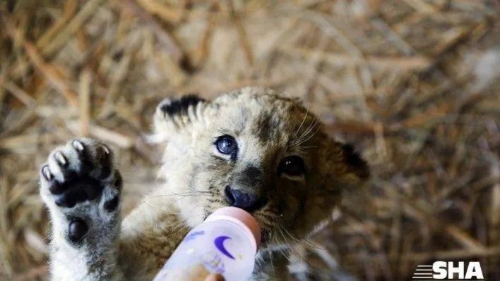 Koronavirüs önlemi almayan aslanları göremeyecek