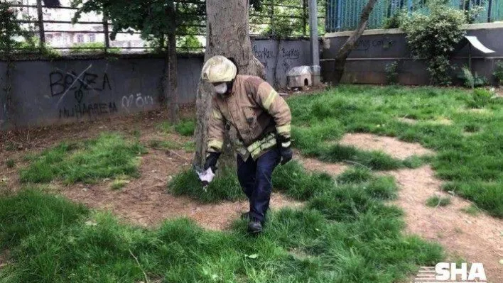 (Özel) Ağaçtan düşen yavru karga için belediye ekipleri seferber oldu