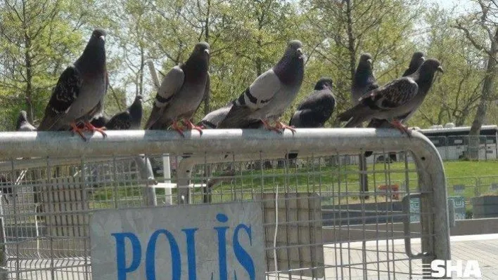 (Özel) Belediye görevlisi Taksim Meydanı'nda aç kalan güvercinleri unutmadı