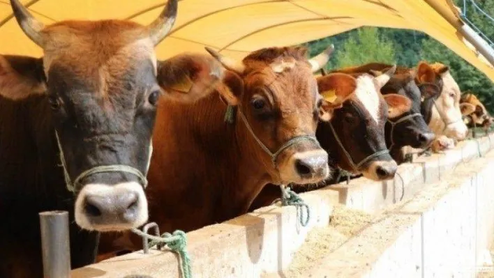 2021'den sonra besilik büyükbaş hayvan ithalatına izin verilmeyecek