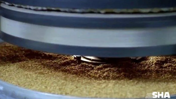 Cumhuriyetin 100'üncü yılına 2 bin yıllık Ahmet Buğdayı tohumu