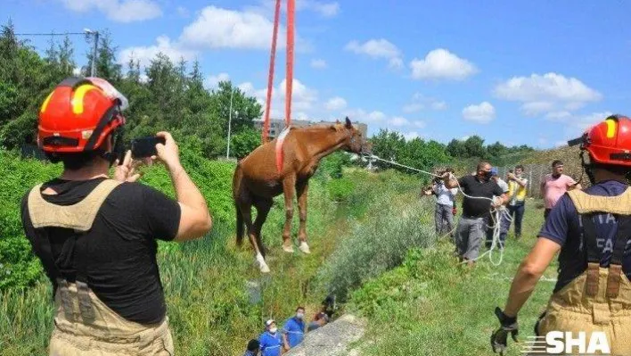 Dereye düşen ata nefes kesen kurtarma operasyonu